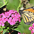 Pollinator Duo